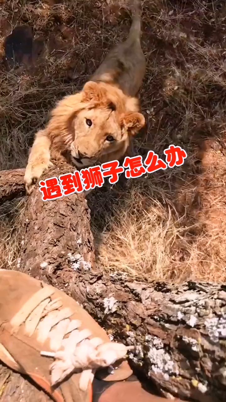 狮子 #科普