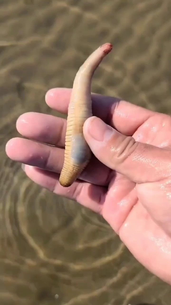 海边赶海抓海鲜,发现了一只搁浅的海老鼠,还有许多奇怪的海洋小生物