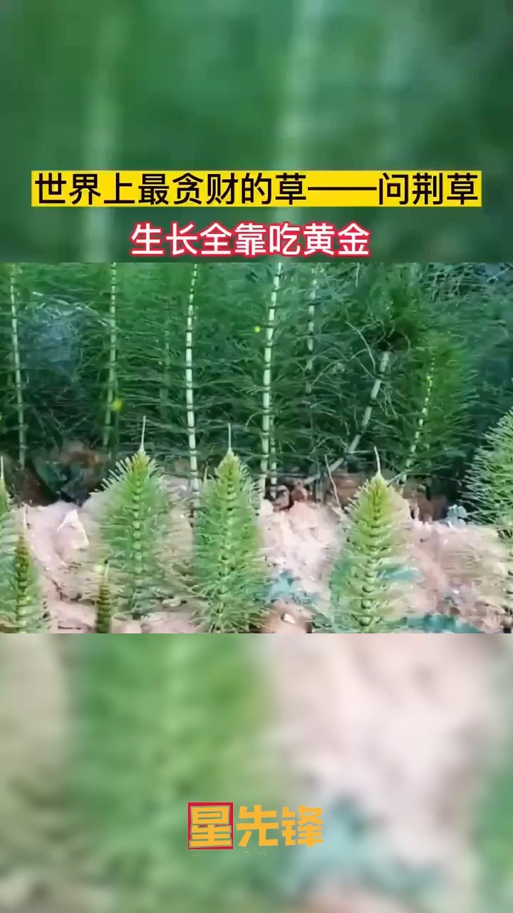 世界上最贪财的草问荆草,生长全靠吃黄金