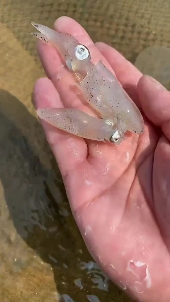 海边赶海抓海鲜,发现了好几只搁浅的小海兔,还有许多奇怪的海洋小生物