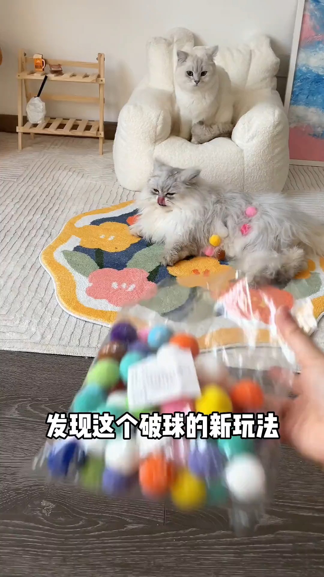  我快被这个破球笑拉了,快来解锁毛绒球新玩法吧#猫