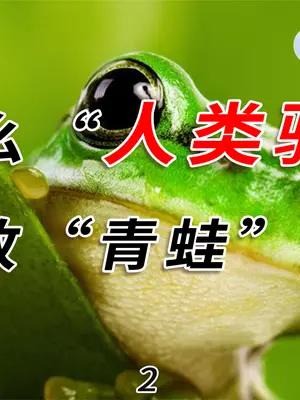 为什么“人类验孕”,会导致“青蛙”灭绝?