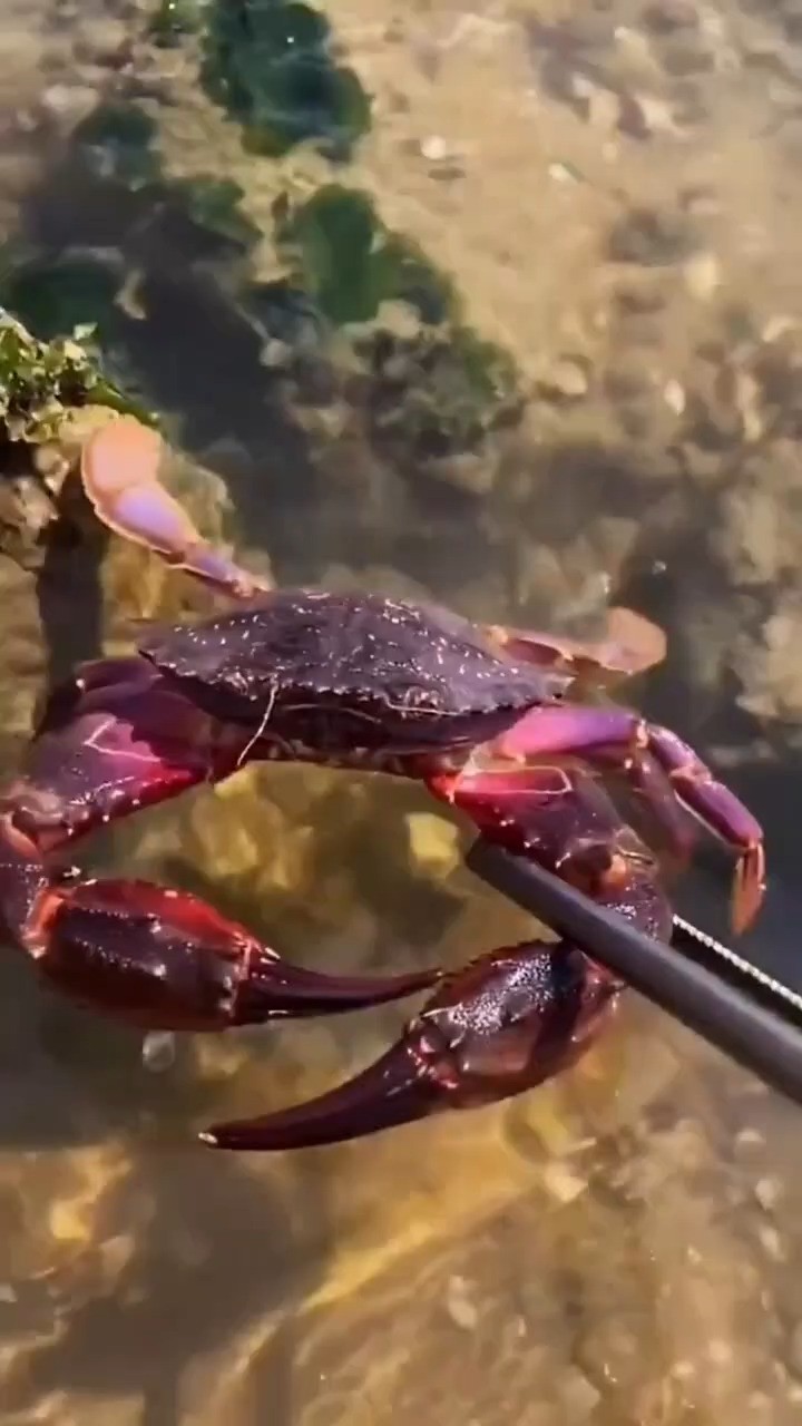 户外赶海抓海鲜,发现了一只搁浅的赤甲红,还有许多奇怪的海洋小生物