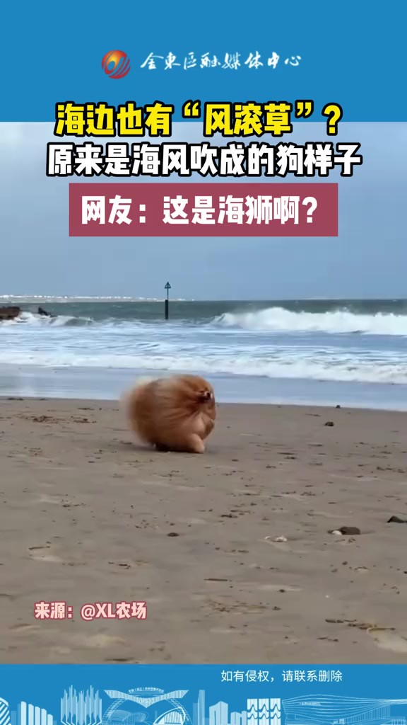 海边的“风滚草”! (C)