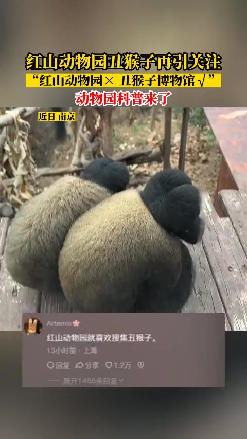 红山动物园丑猴子再引关注,网友戏称:“红山动物园* 丑猴子博物馆√”.动物园科普来了