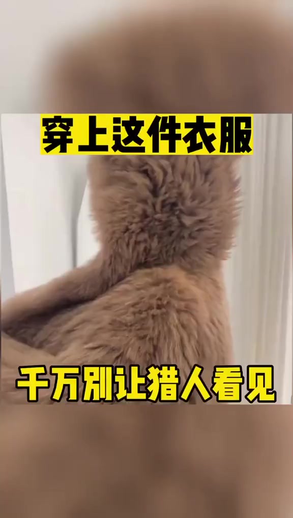 穿上这件衣服千万别让猎人看见