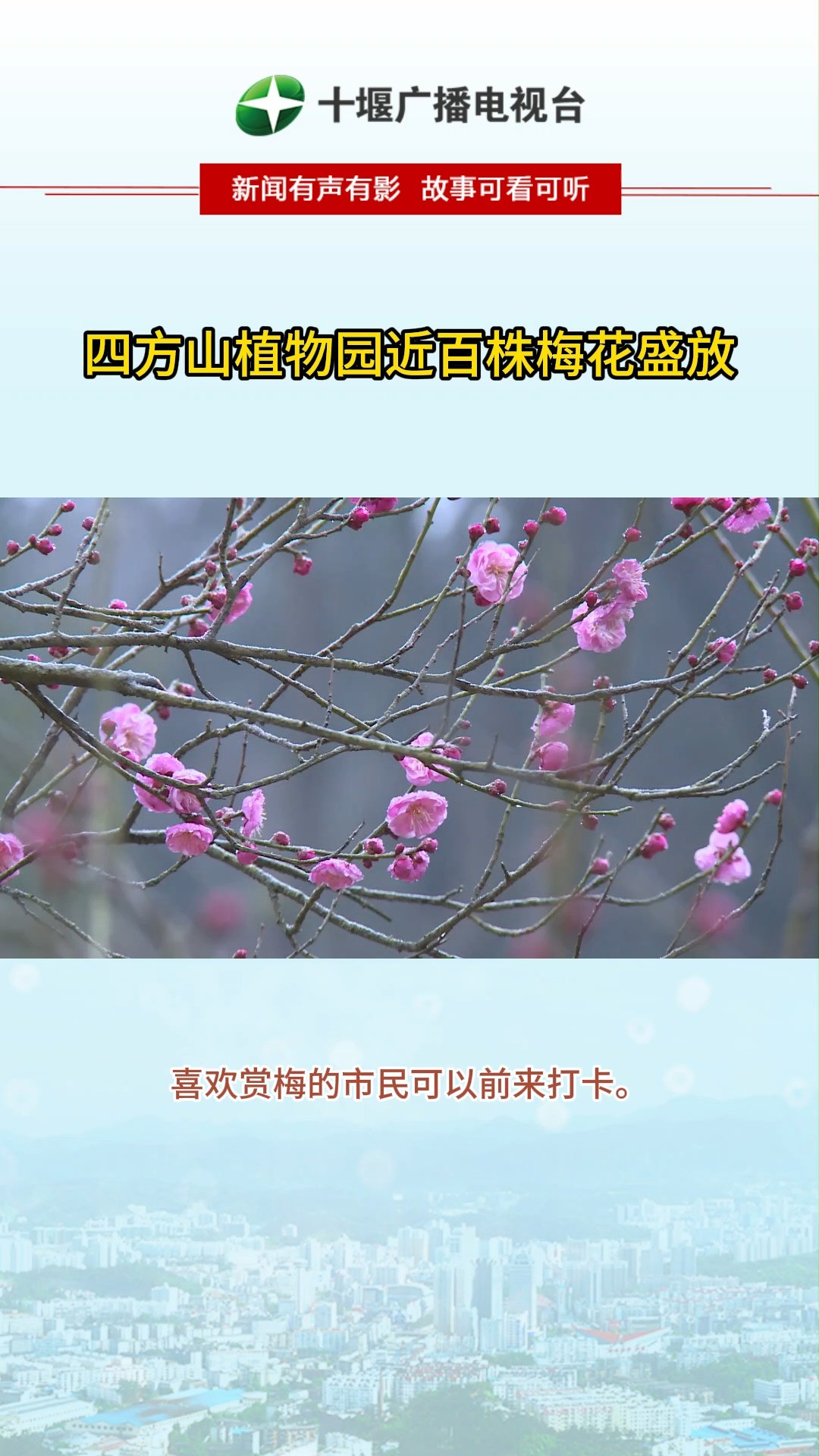 绝美!四方山植物园近百株梅花盛放,快来打卡!#十堰dou知道 #梅花