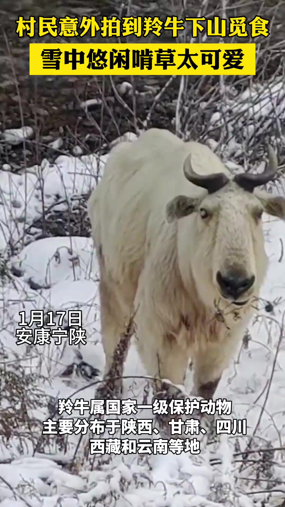 村民意外拍到羚牛下山,雪中觅食太可爱了!