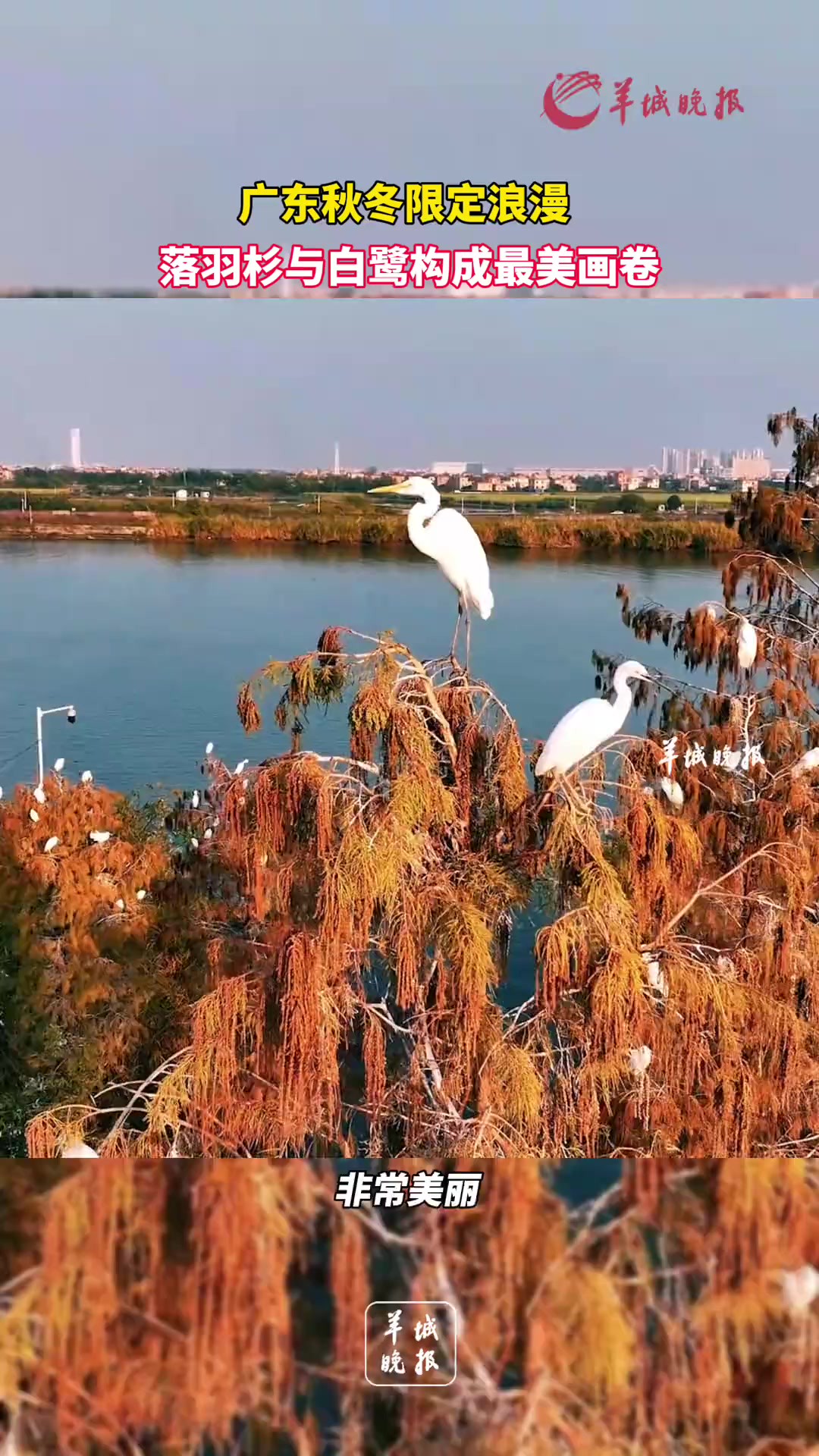 广东秋冬限定浪漫,落羽杉与白鹭构成最美画卷.来源