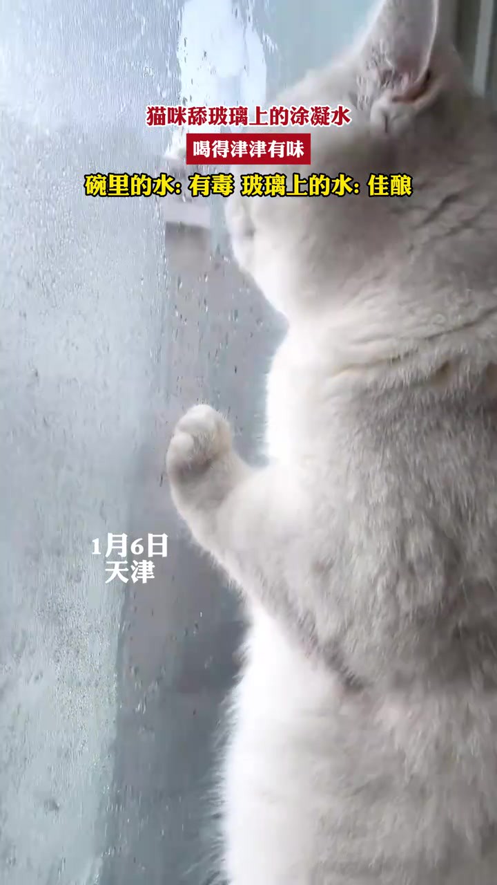 猫咪舔玻璃上的涂凝水,喝得津津有味,碗里的水:有毒