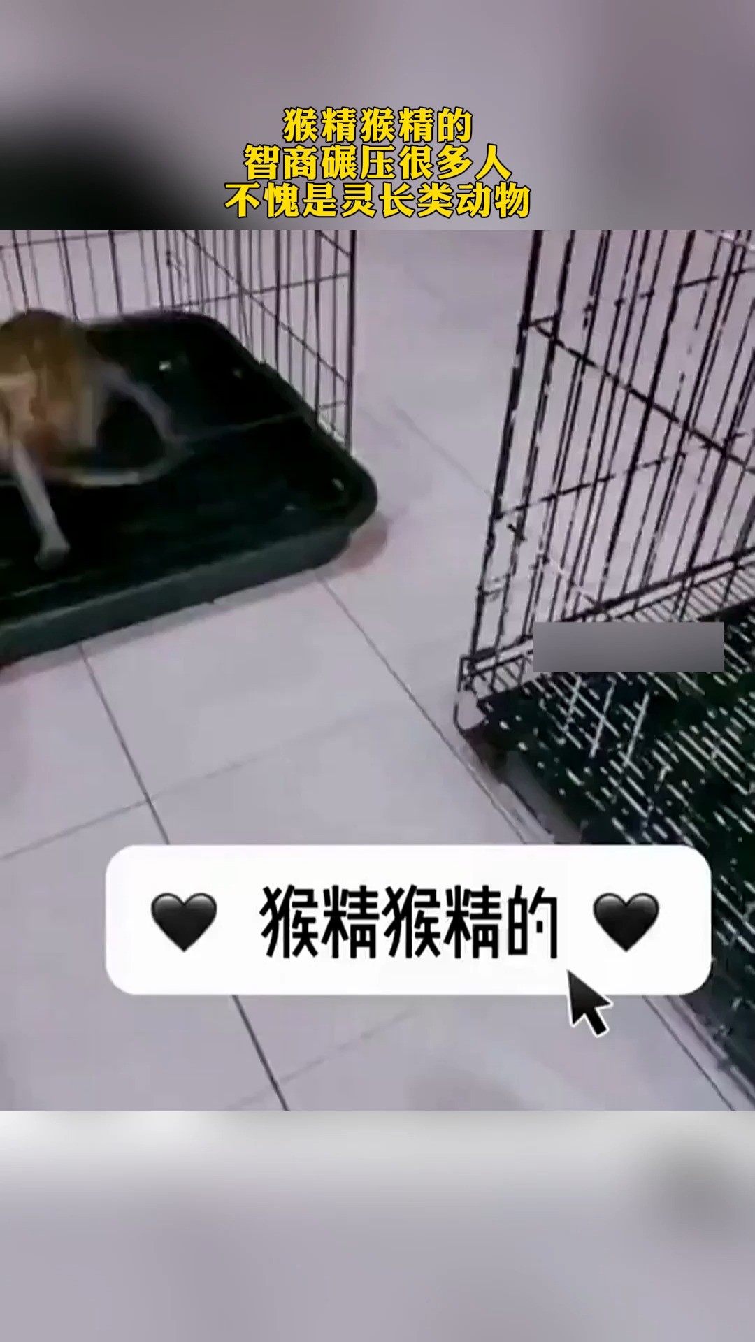 猴精猴精的智商碾压很多人 不愧是灵长类动物