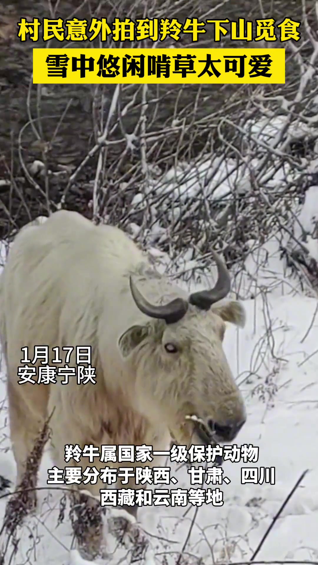 村民意外拍到羚牛下山,雪中觅食太可爱了!