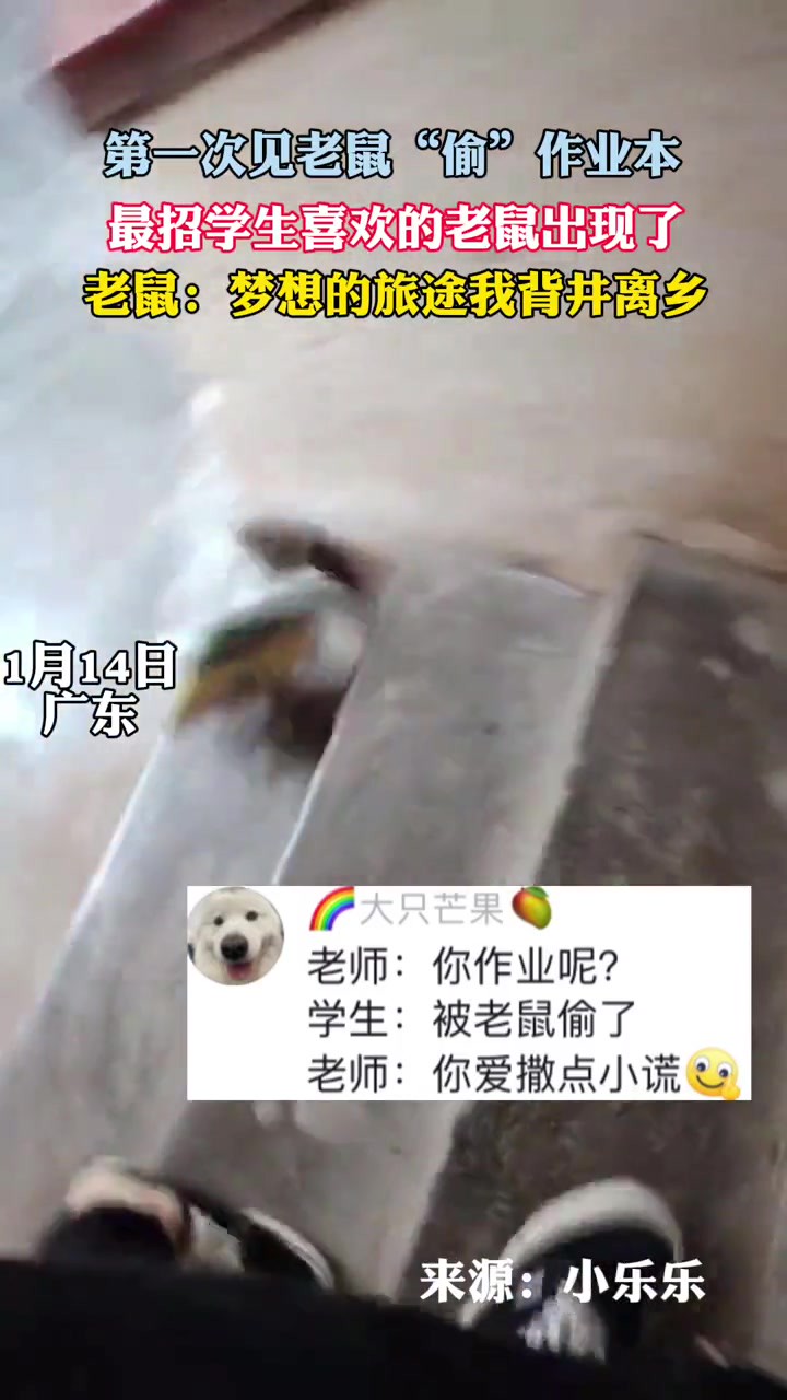 起猛了,在抖音看见老鼠“偷”作业本了~