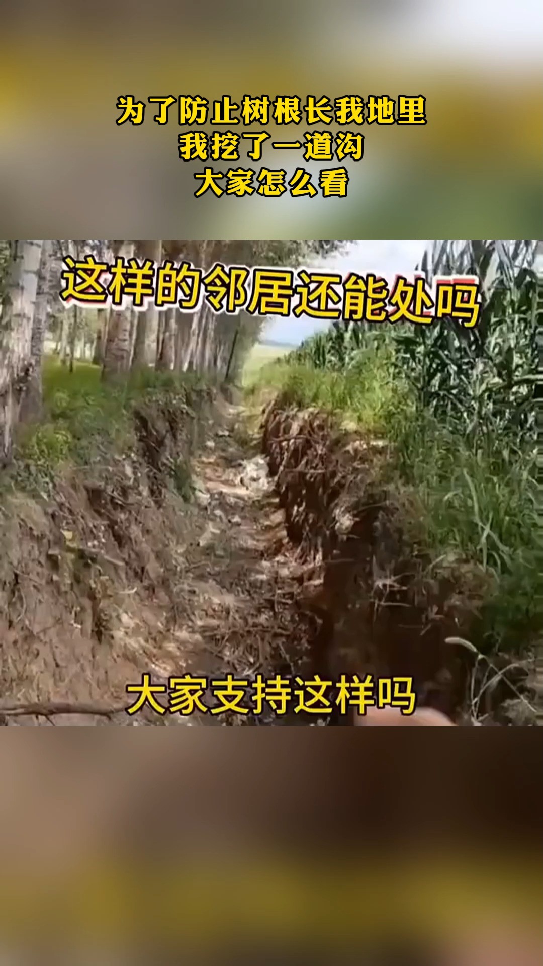 为了防止树根长我地里 我挖了一道沟 大家怎么看