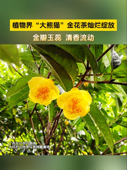 东兴市马路镇大旺村:植物界“大熊猫”金花茶灿烂绽放