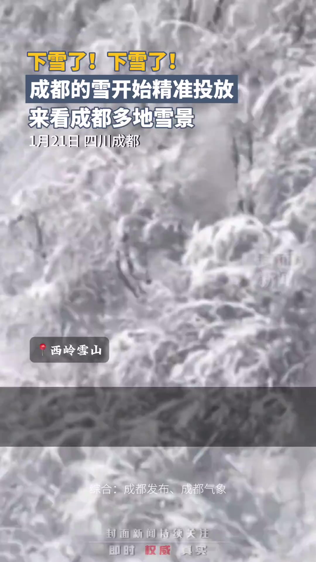 封面新闻正直播|下雪了下雪了!成都的雪开始精准投放,来看成都多地雪景,评论区报坐标!