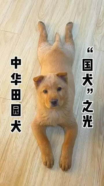 中华田园犬