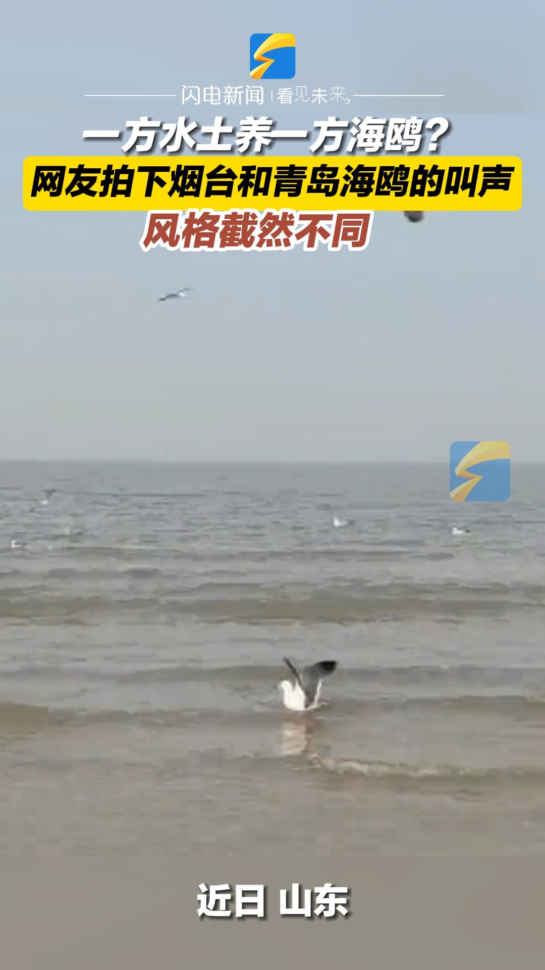 一方水土养一方海鸥?网友拍下烟台和青岛海鸥的叫声 风格截然不同