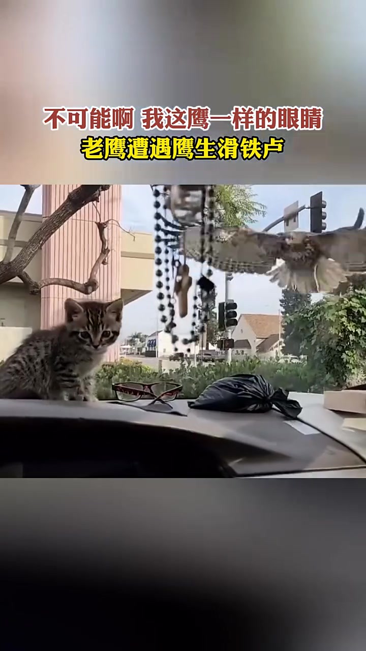 老鹰遭遇鹰生滑铁卢