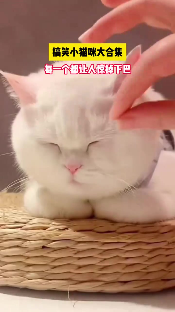 搞笑小猫咪大合集