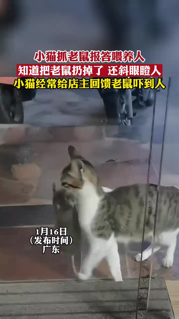 小猫抓老鼠报答喂养人