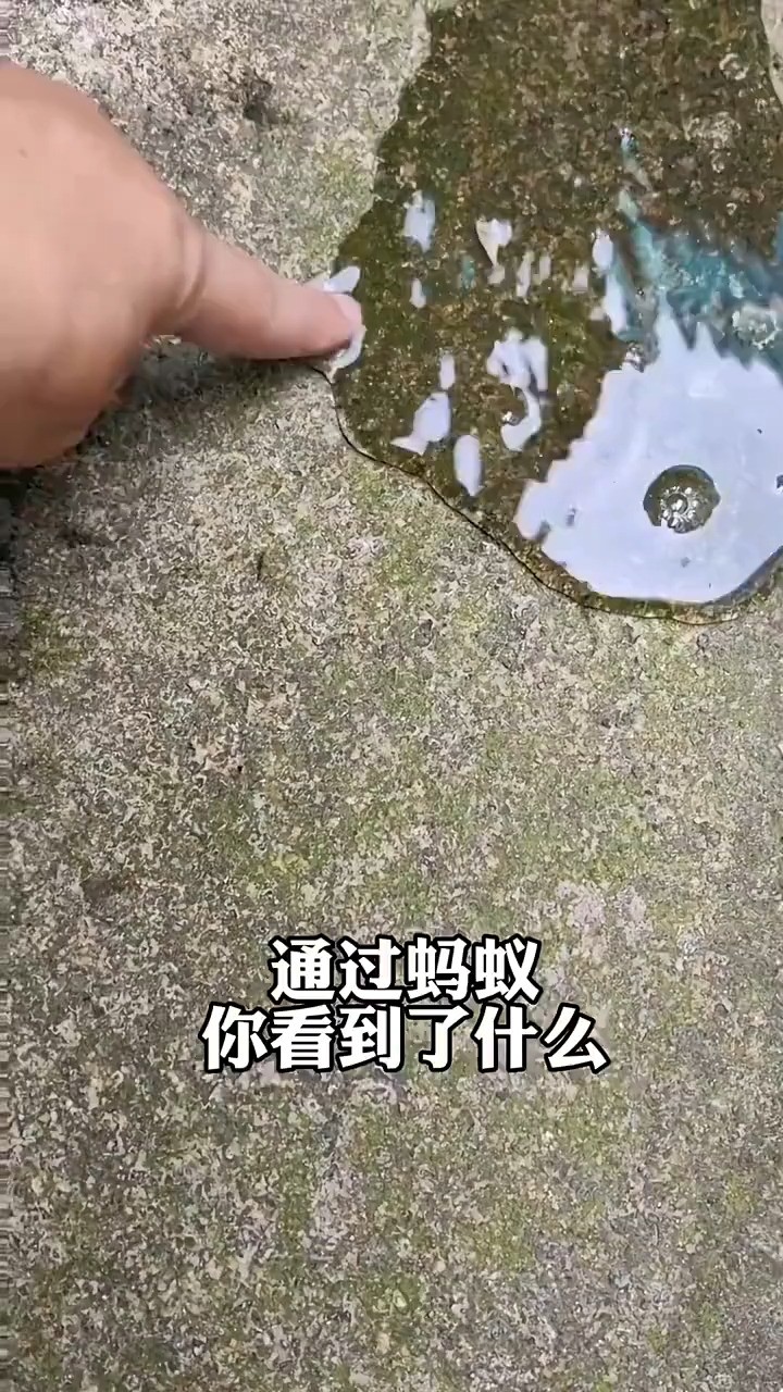 通过蚂蚁你看到了什么