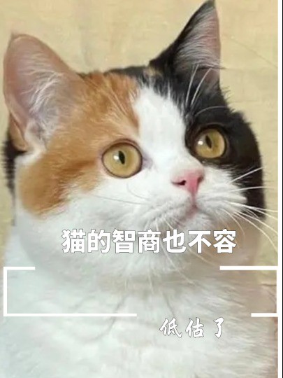 猫的智商也不容低估了