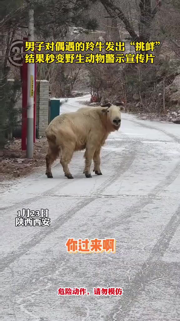 男子对偶遇的羚牛发出“挑衅”,结果秒变野生动物警示宣传片(来源:中国青年网)