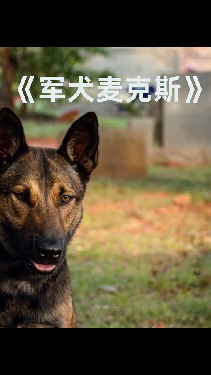 高分感人电影,军犬为主人复仇!