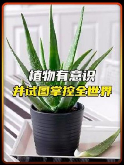 植物也有意识吗