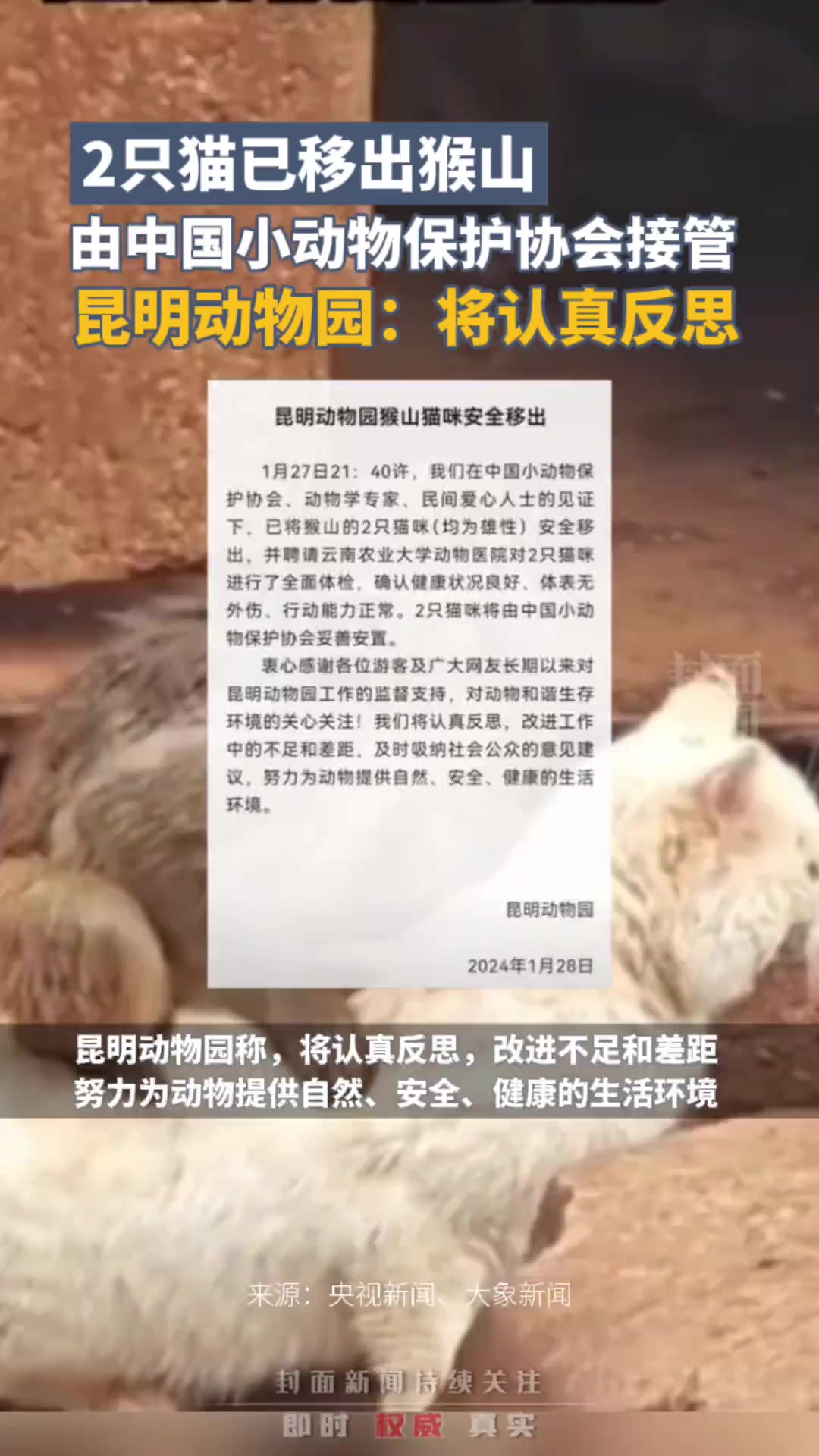 2只猫已移出猴山,由中国小动物保护协会接管,昆明动物园:将认真反思