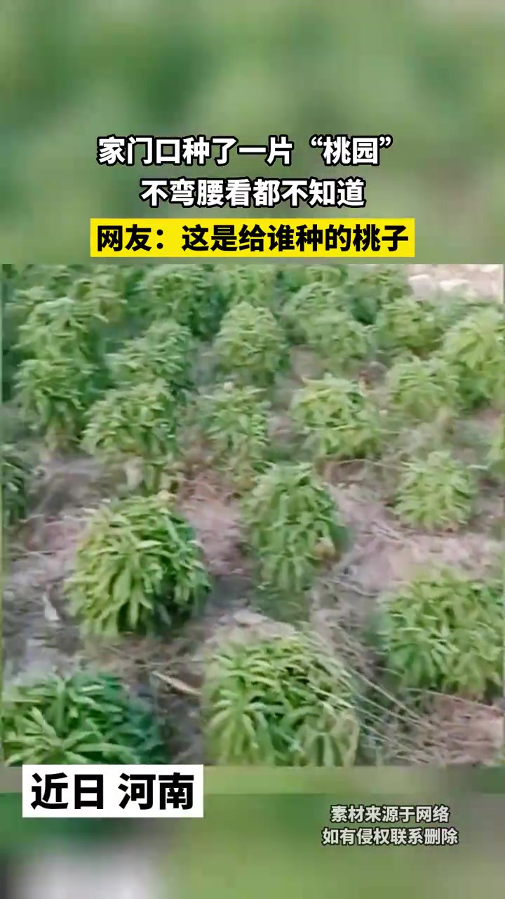 家门口种了一片“桃园”,不弯腰看都不知道,网友:这是给谁种的桃子!