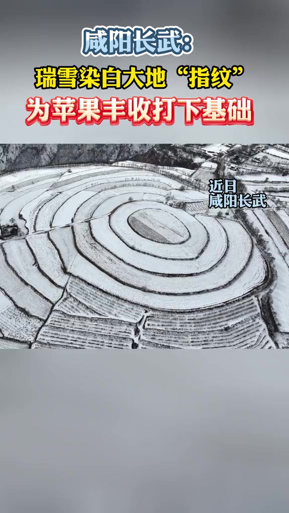 咸阳长武:瑞雪染白大地“指纹” 为苹果丰收打下基础(记者 长武融媒 朱锐 范涛 编辑 权钰玮)