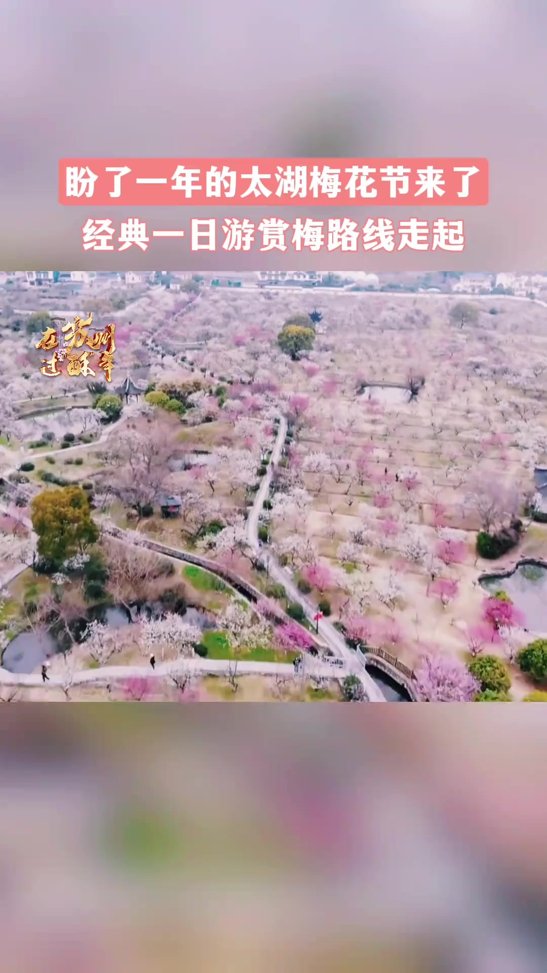 来林屋梅海,赏全国知名梅花胜景,举目皆梅,花影摇曳!(素材:吴中太湖文旅,乐活IN苏州)