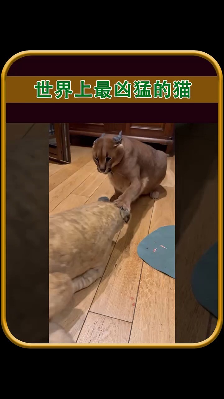 #狞猫#表情凶狠