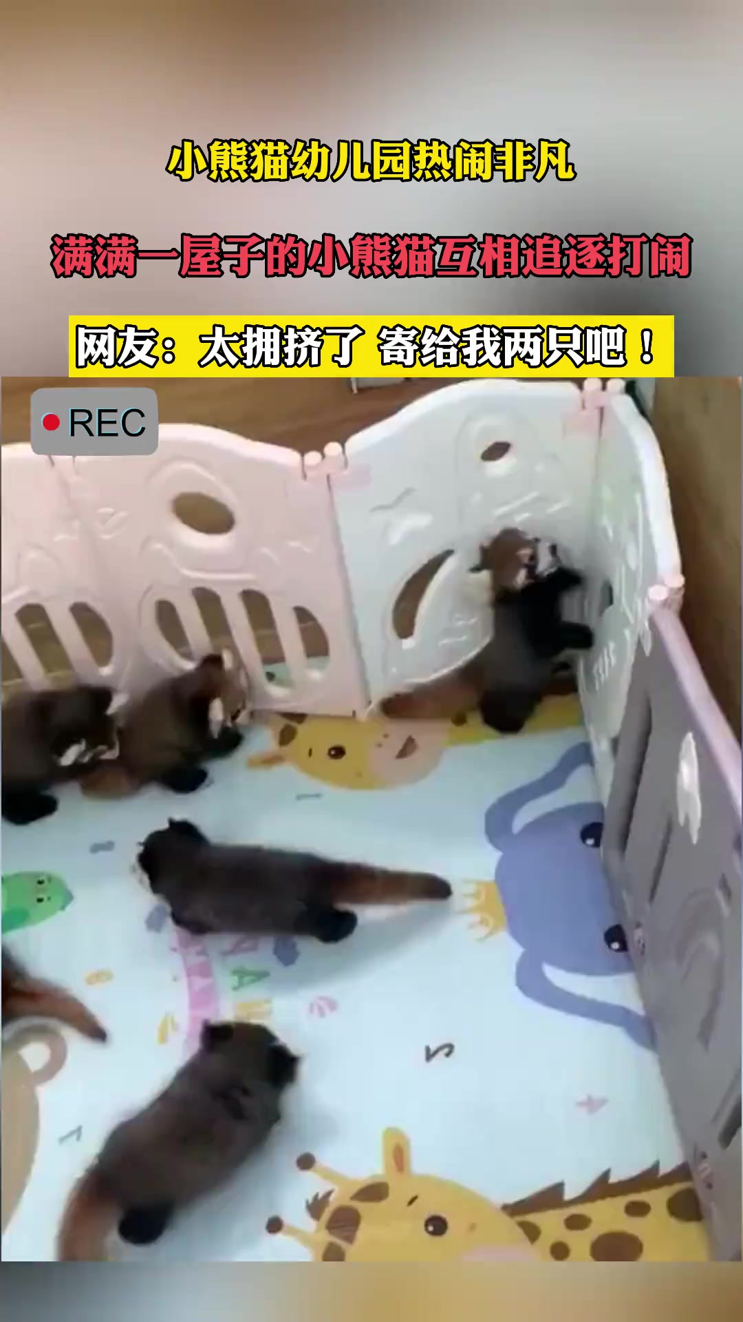 小熊猫幼儿园热闹非凡,满满一屋子的小熊猫互相追逐打闹.网友:太拥挤了,寄给我两只吧!