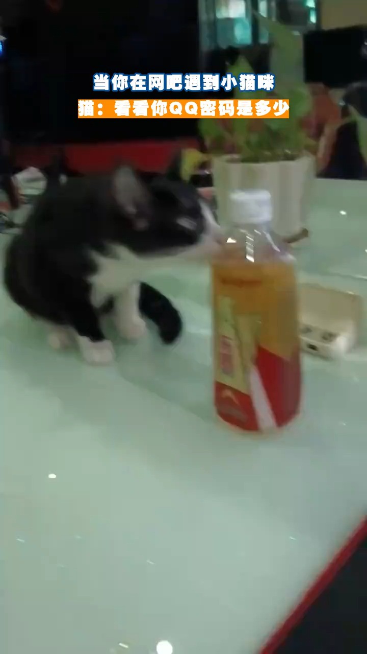 猫:看看你QQ密码是多少