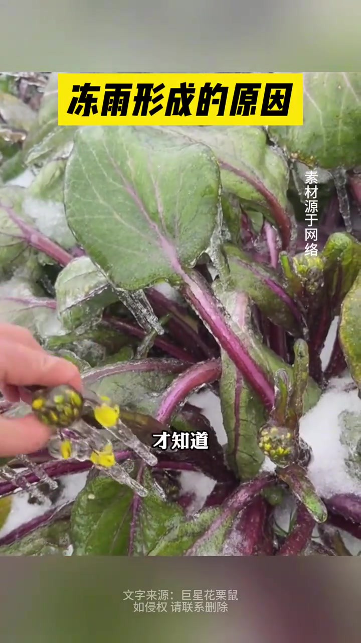 冻雨形成的原因 湖北的冻雨有多严重 什么是冻雨 自然灾害