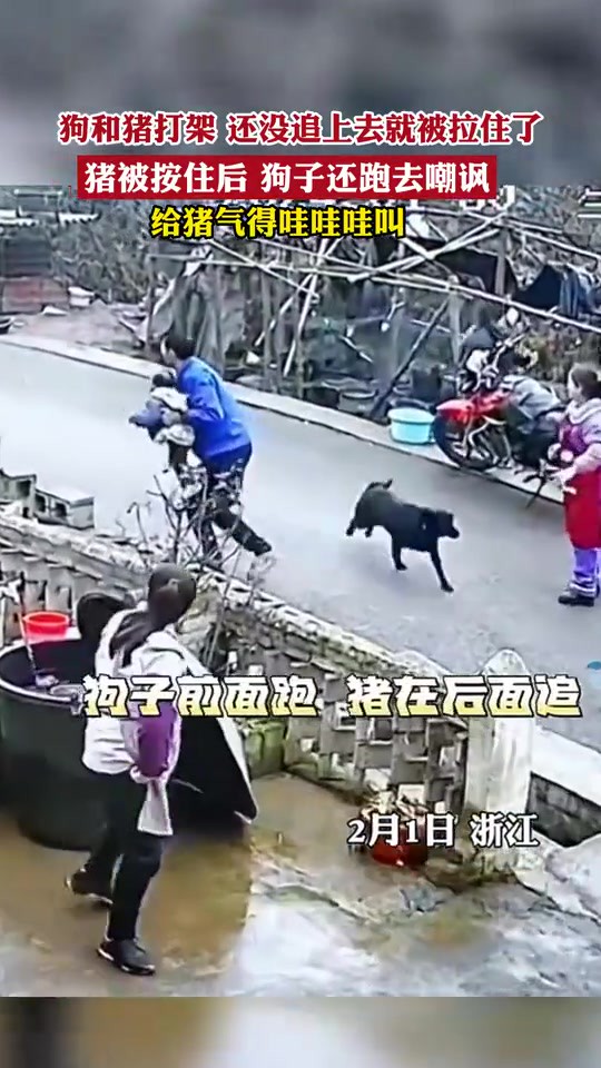 狗和猪打架,还没追上去就被拉住了,猪被按住后,狗子还跑去嘲讽