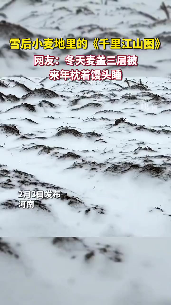 网友分享雪后的麦田,好似一幅《千里江山图》.