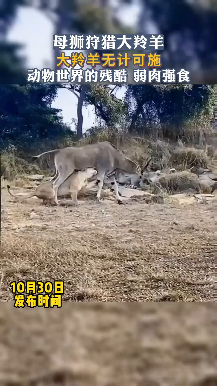 母狮狩猎大羚羊,大羚羊无计可施.