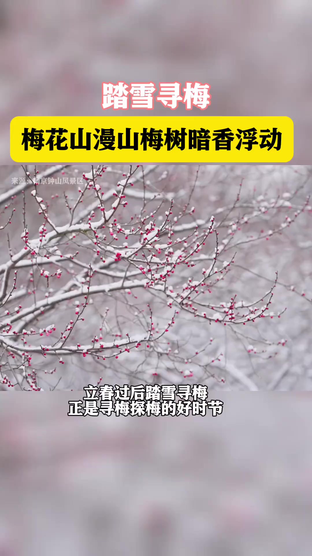 踏雪寻梅!梅花山漫山梅树暗香浮动.