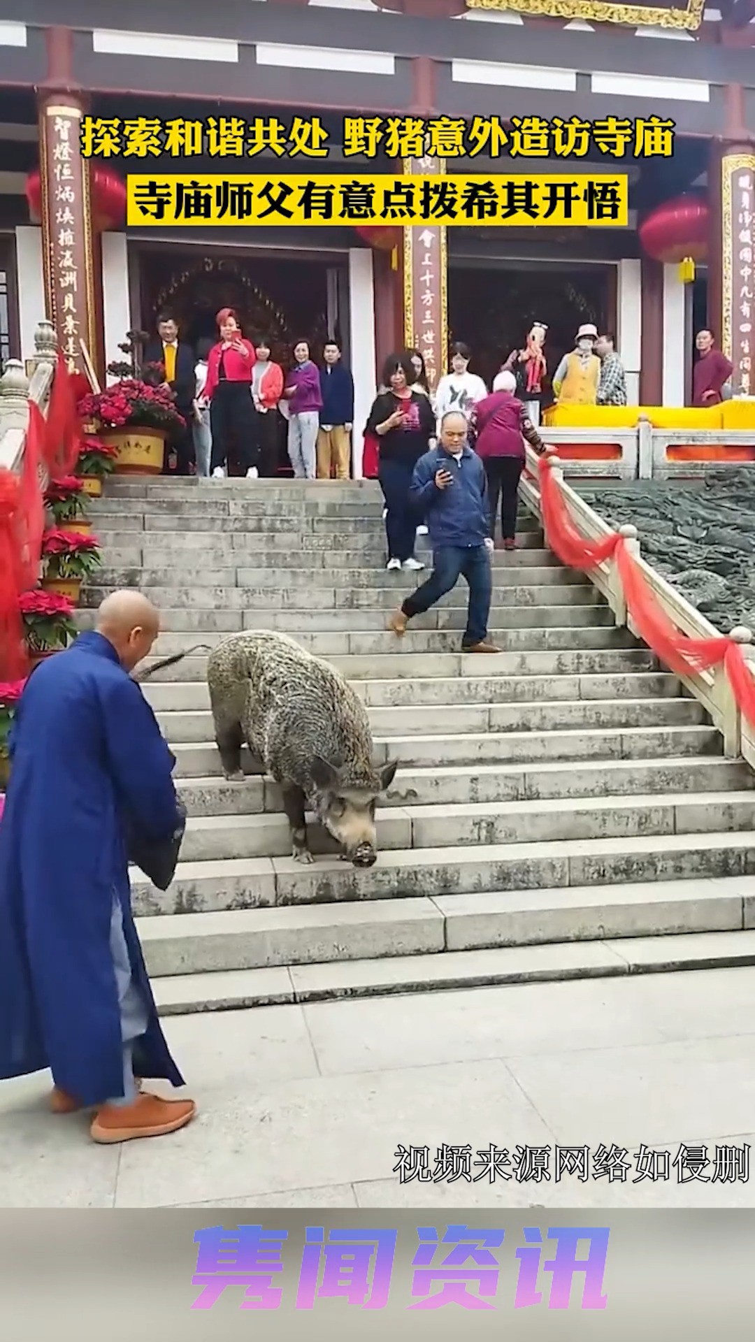 探索和谐共处,野猪意外造访寺庙,寺庙师父有意点拨!