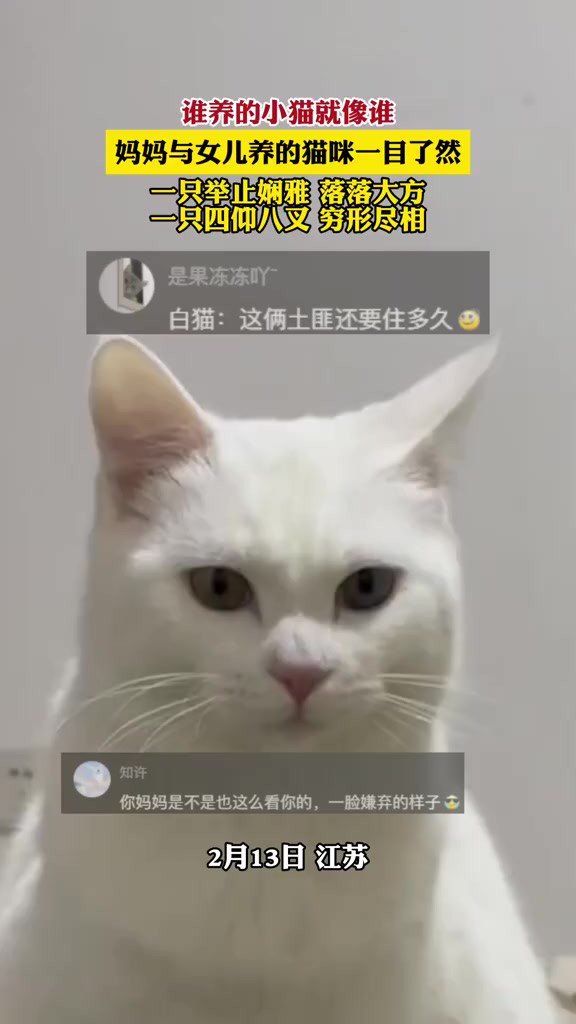 谁养的小猫就像谁,妈妈与女儿养的猫咪一目了然,一只举止娴雅 落落大方,一只四仰八叉 穷形尽相