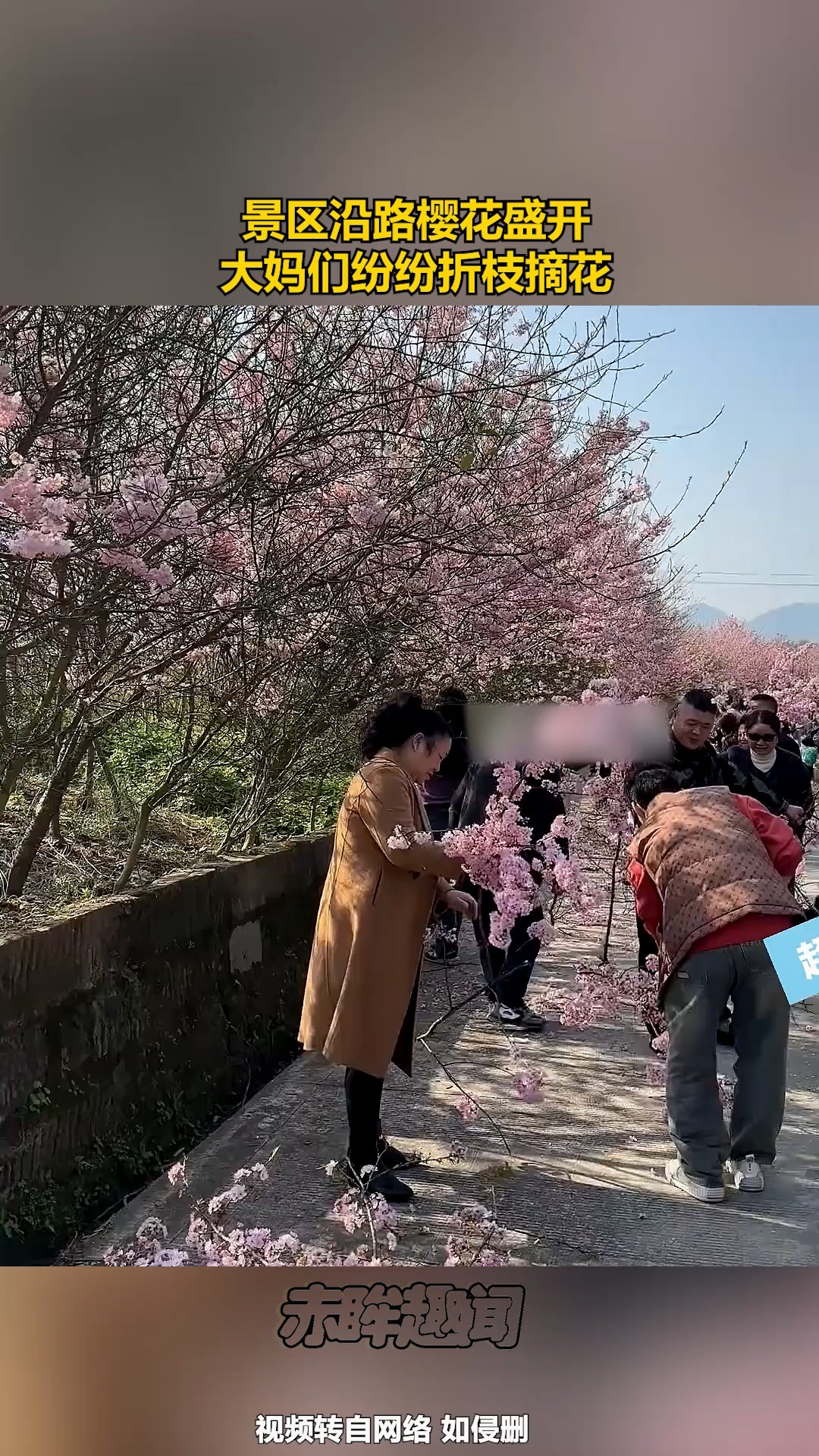 景区沿路樱花盛开,大妈们纷纷折枝摘花 