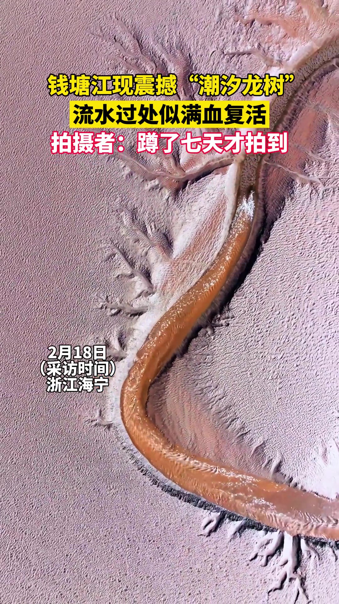 钱塘江现震撼“潮汐龙树”,流水过处似满血复活,拍摄者:蹲了七天才拍到