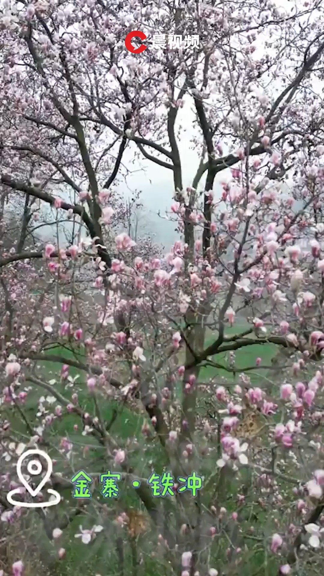 赏纯野生望春花,安徽金寨铁冲乡望春谷,等你来打卡