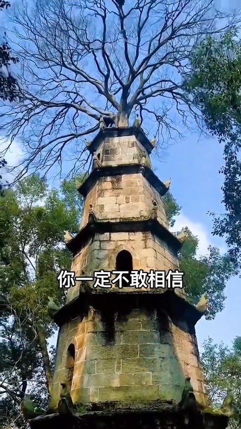 望城惜字塔建于1838年,1900年塔遭雷击,而后长出一棵生命之树,造就树塔共生奇观