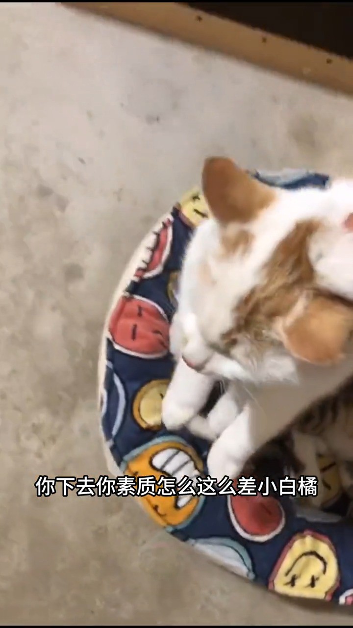 小猫咪