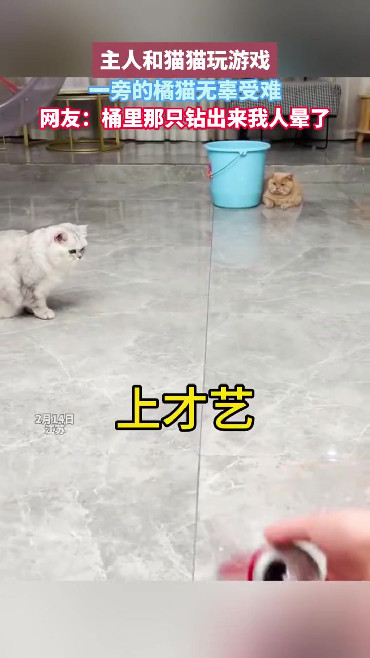 主人和猫猫玩游戏 一旁的橘猫无辜受难 网友:桶里那只钻出来我人晕了 